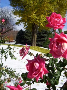 Snow in early fall. Four seasons in one day.