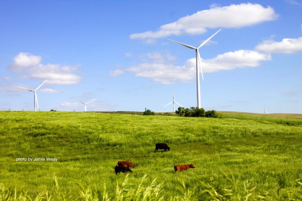 th_Wind farm Petersburg cows IMG_1640 copy